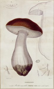Boletus edulis, Jean Jacques Paulet (1740-1826) tarafından 